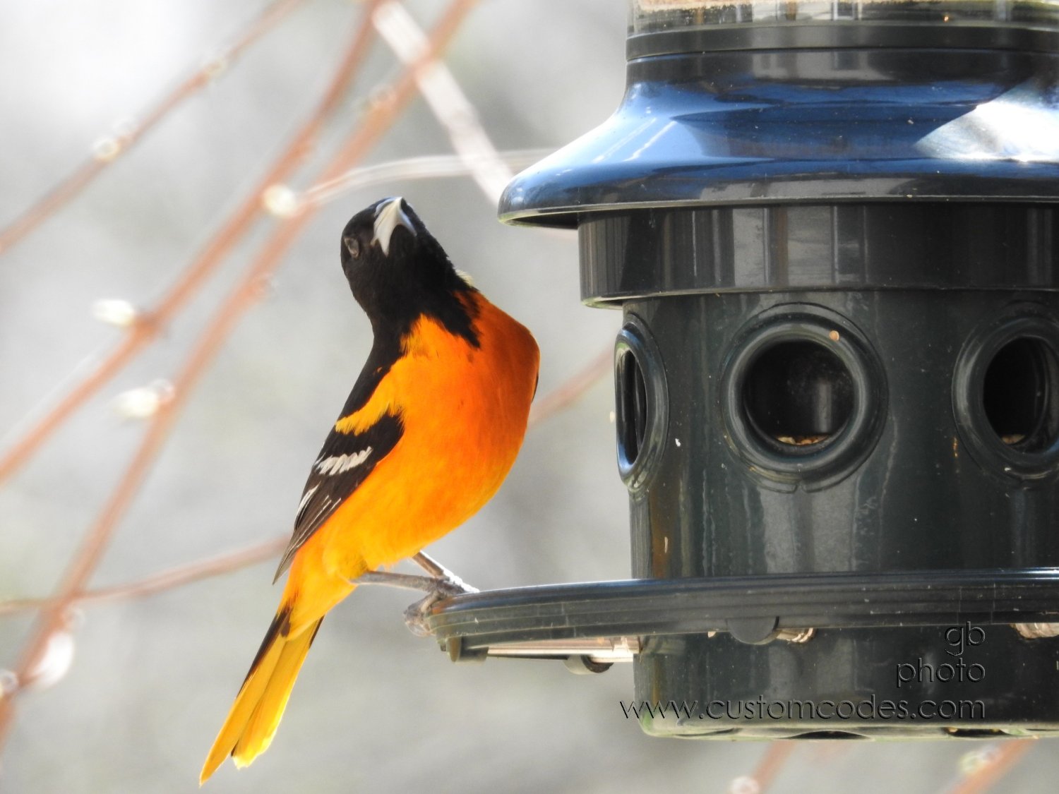 BaltimoreOriole_20180504