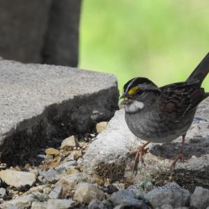 WhiteThroatedSparrow_20180506