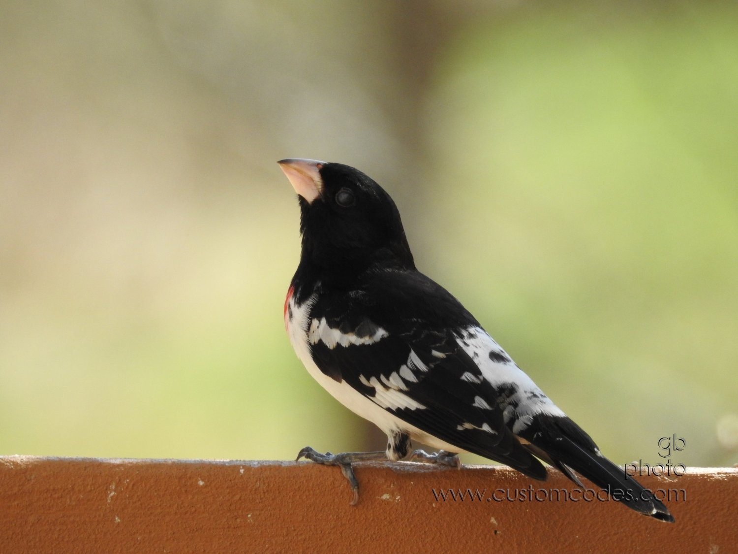 RedBreastedGrosbeak_20180504-2