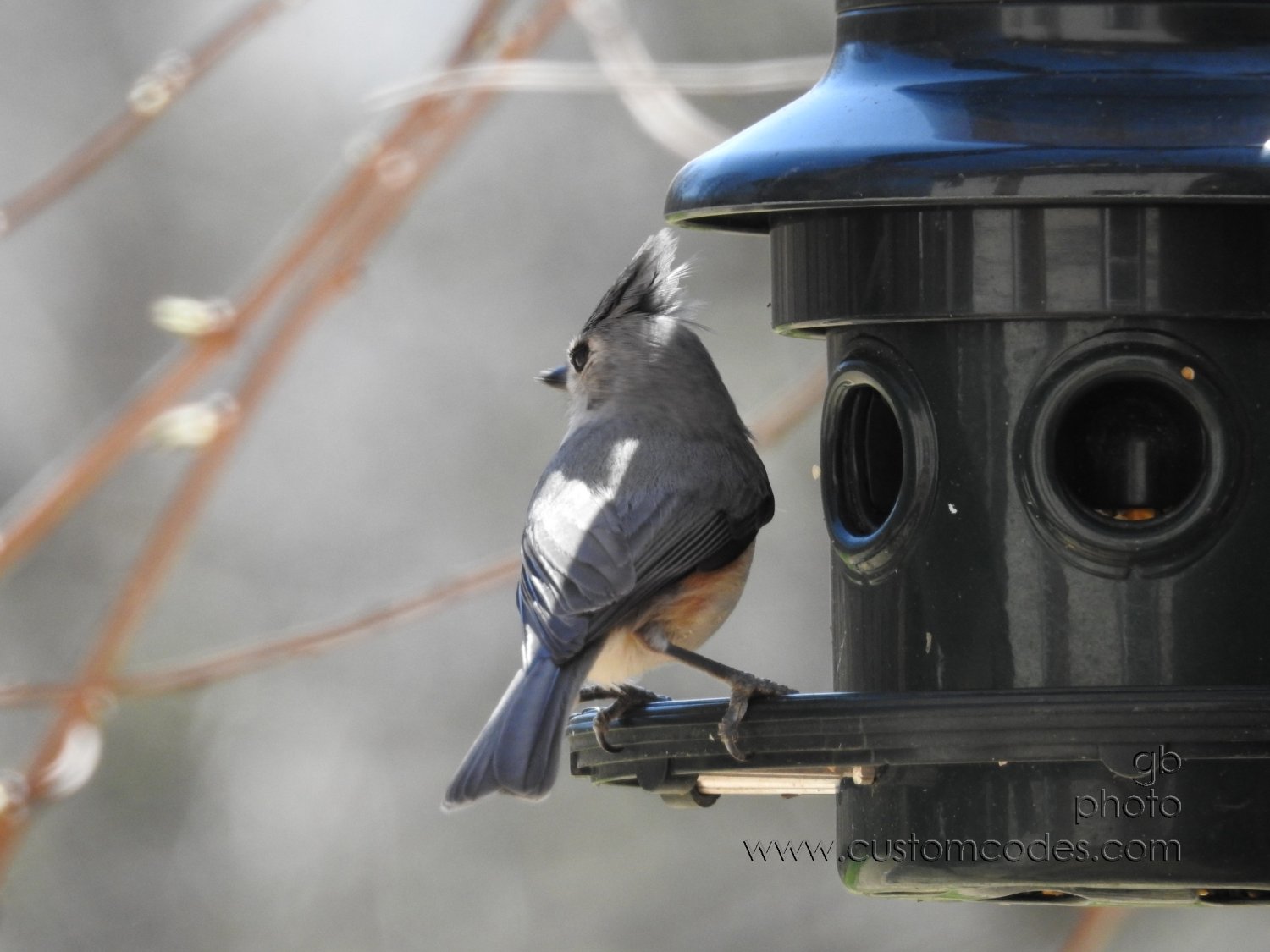 titmouse_20180504
