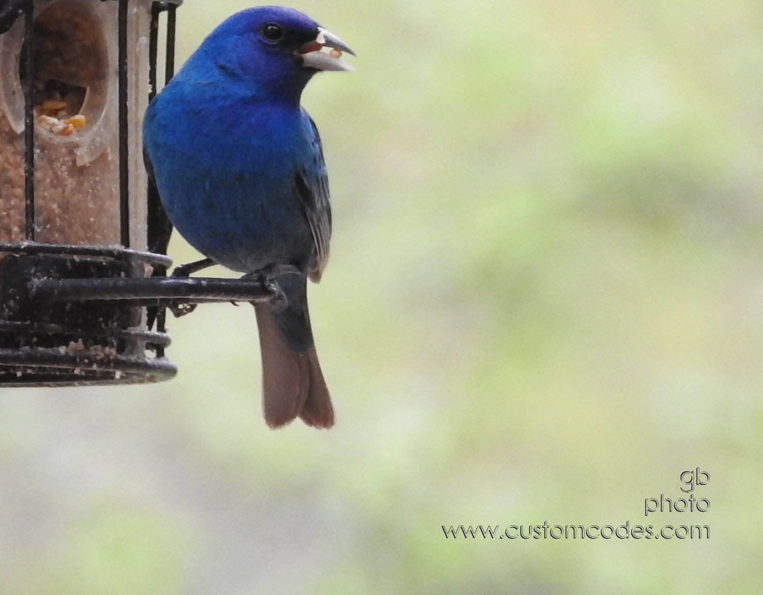 IndigoBunting_20180512_2