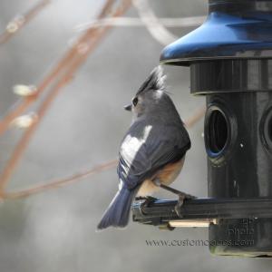 titmouse_20180504
