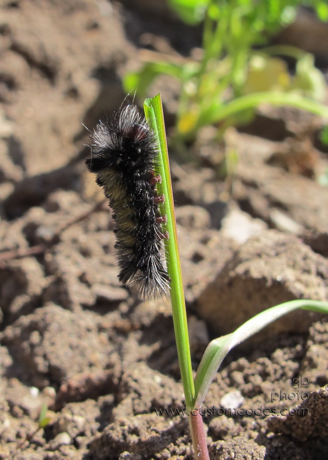FirstCaterpillar_20180429