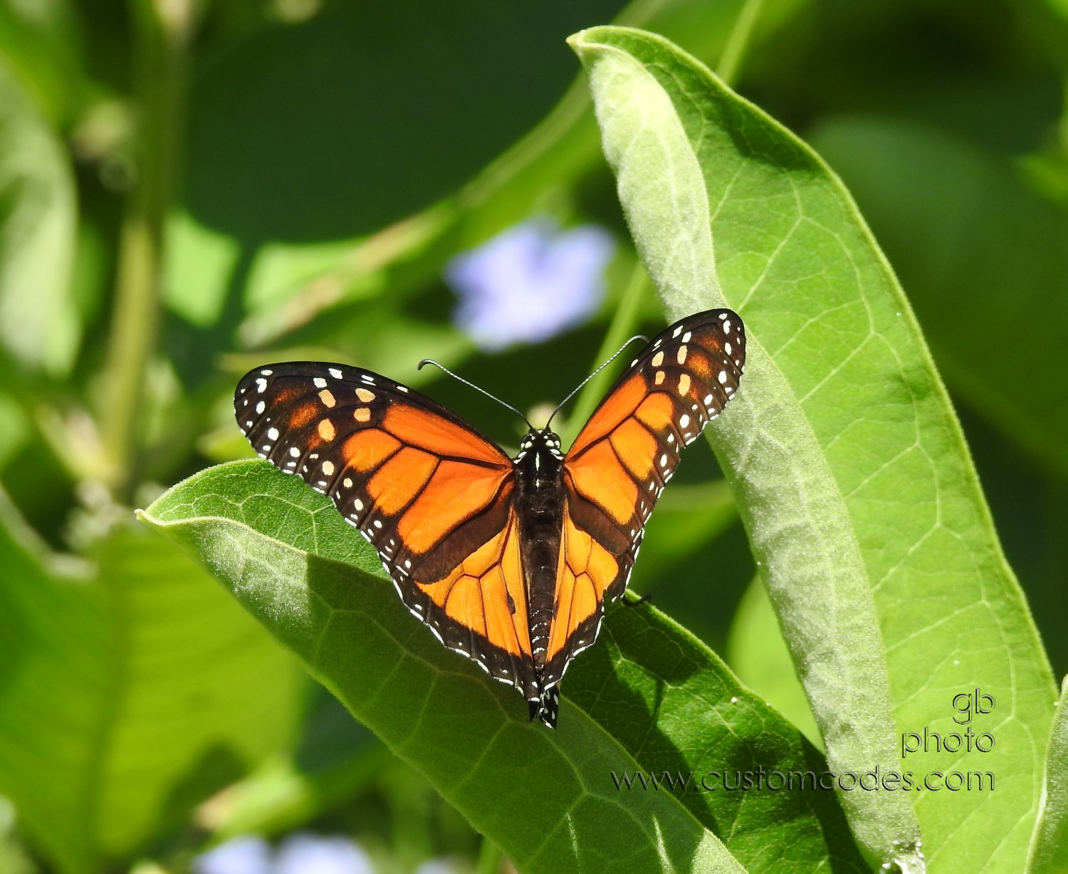Monarch_20180721-5
