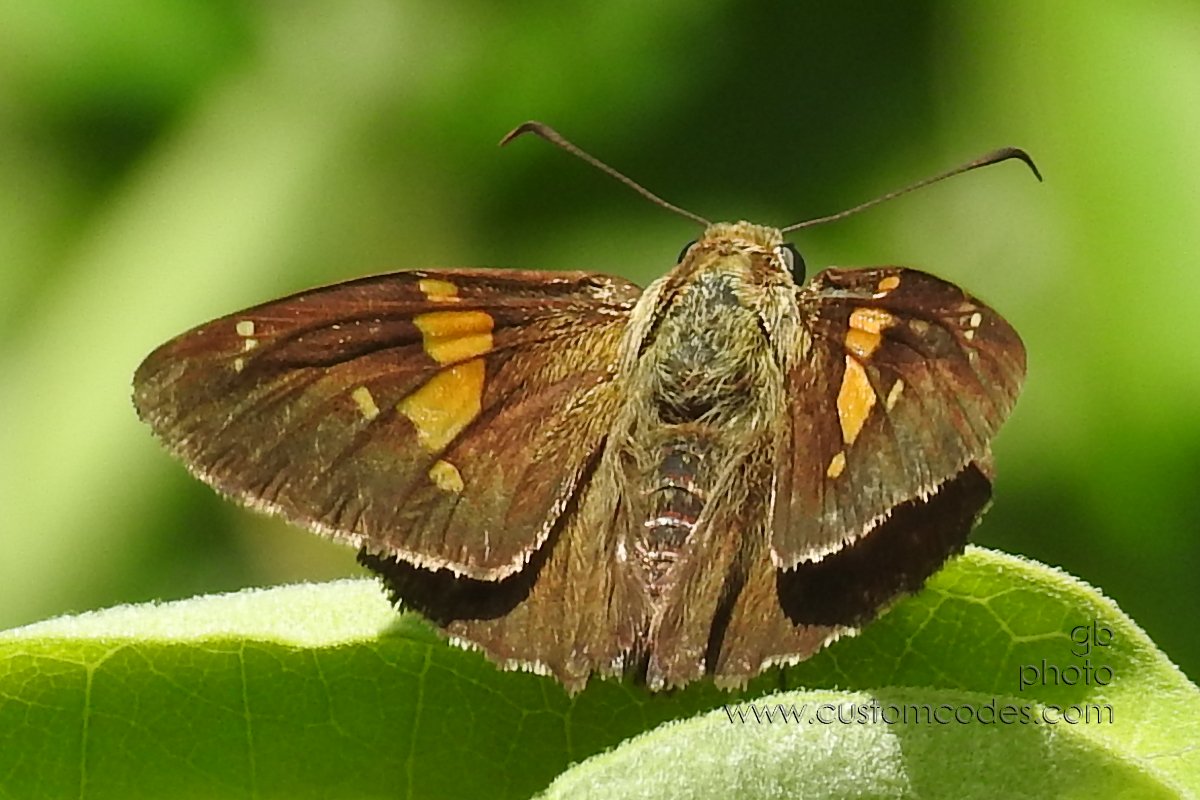 SilverSpottedSkipper-cr-2018072