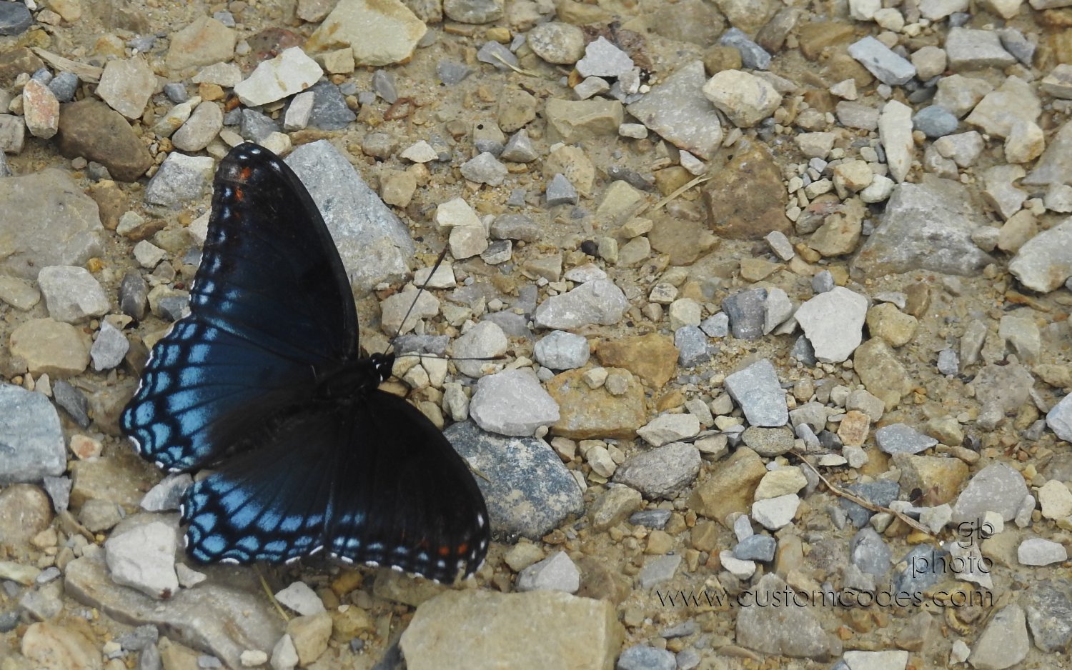 RedSpottedPurpleAdmiral_2018072