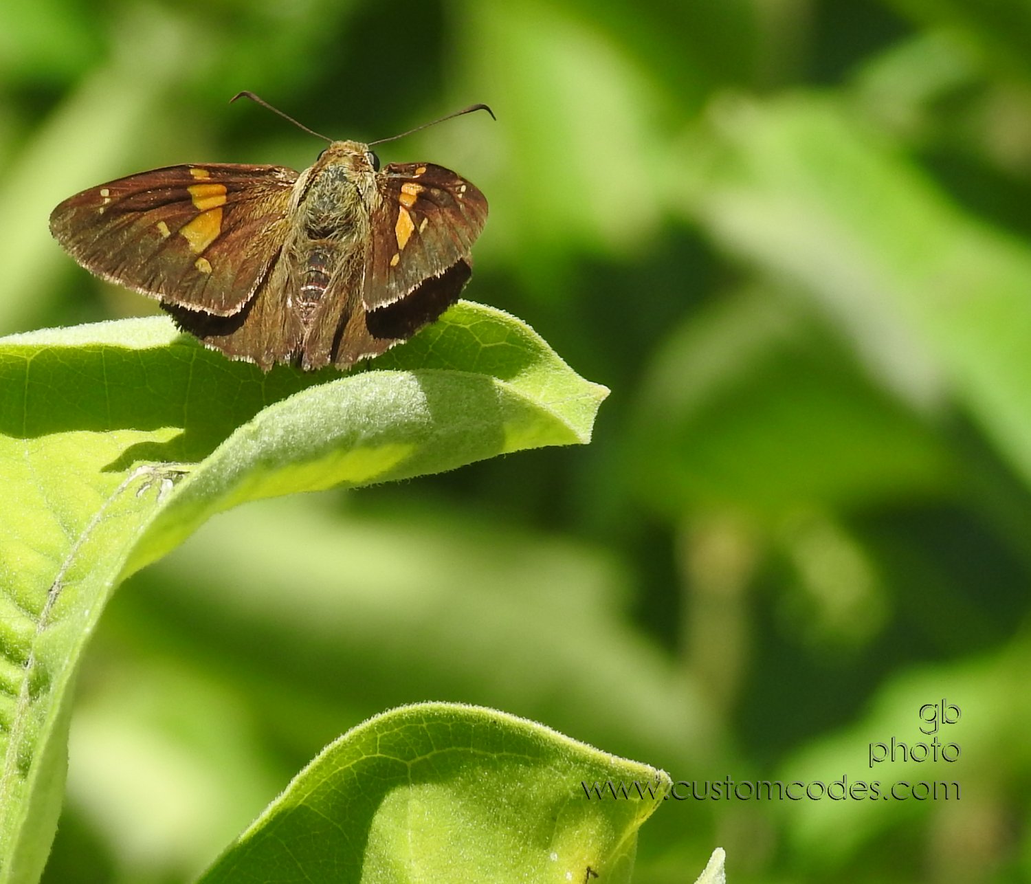 SilverSpottedSkipper_20180721