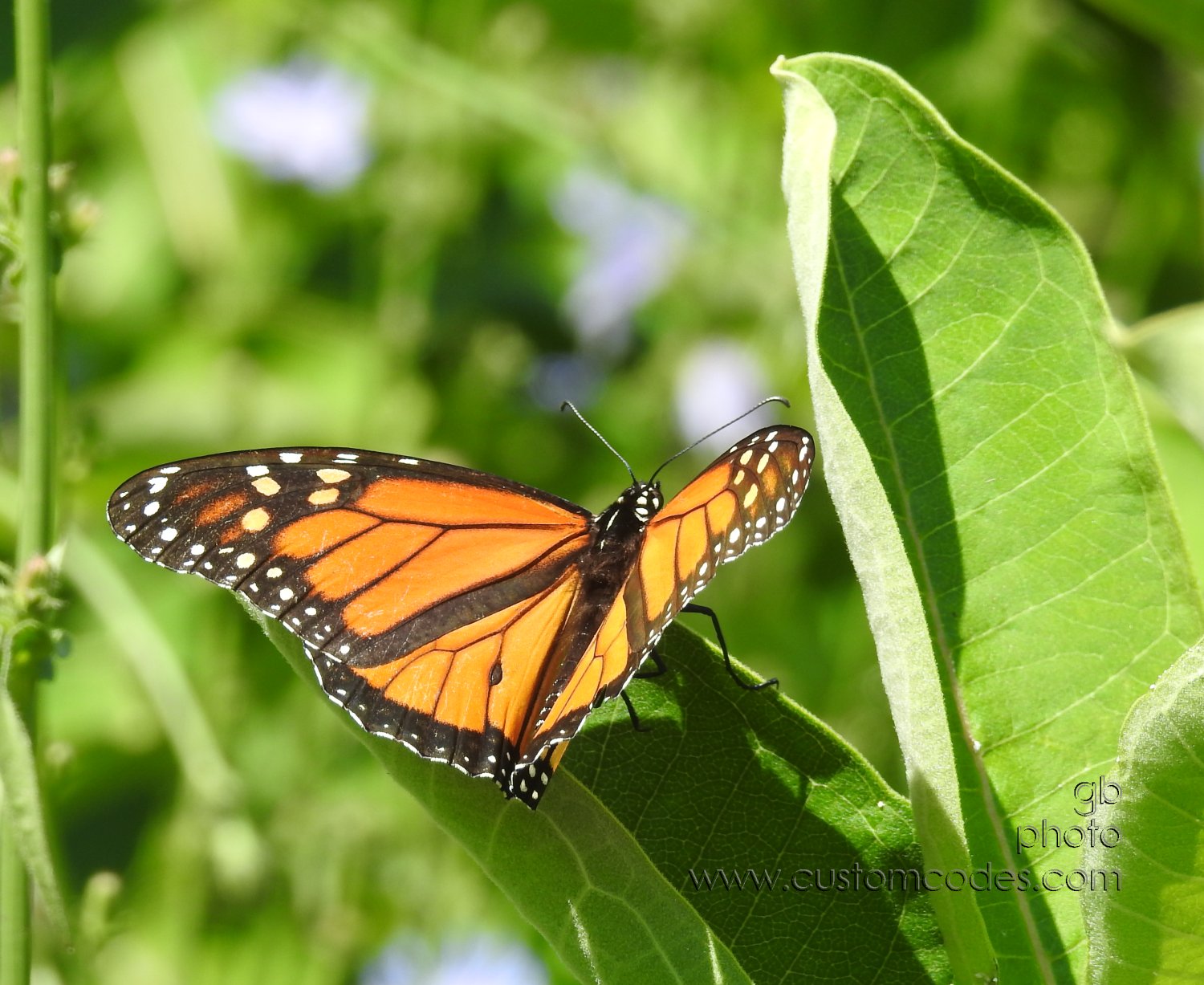 Monarch_20180721-4