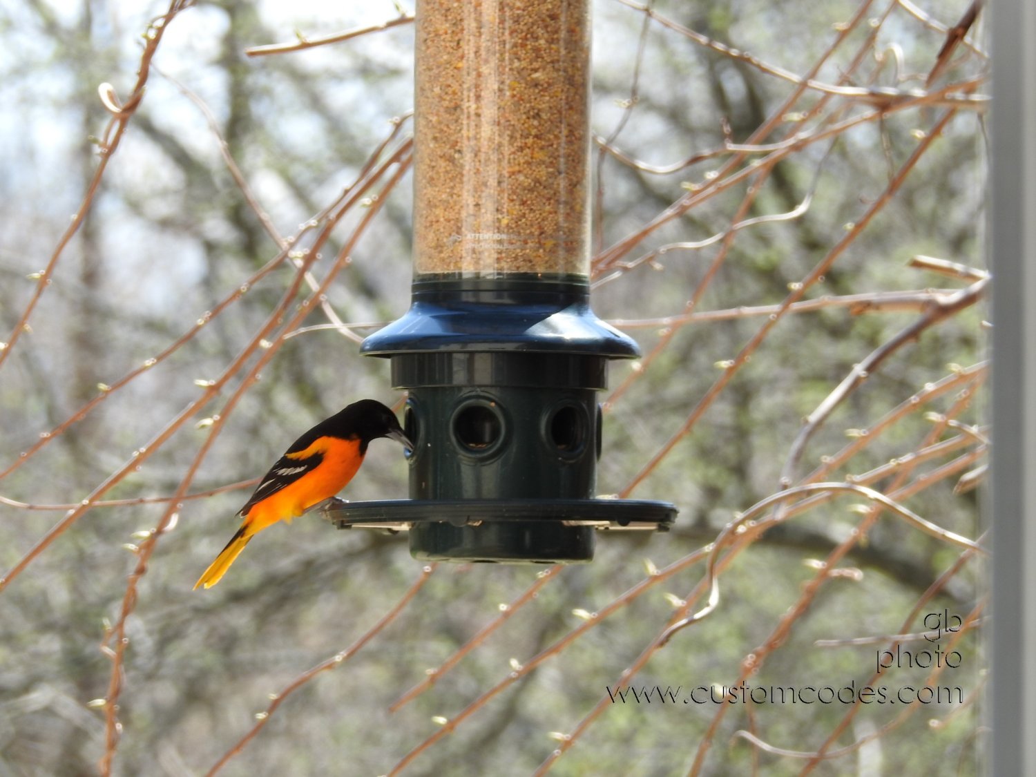 BaltimoreOriole_2018504_2