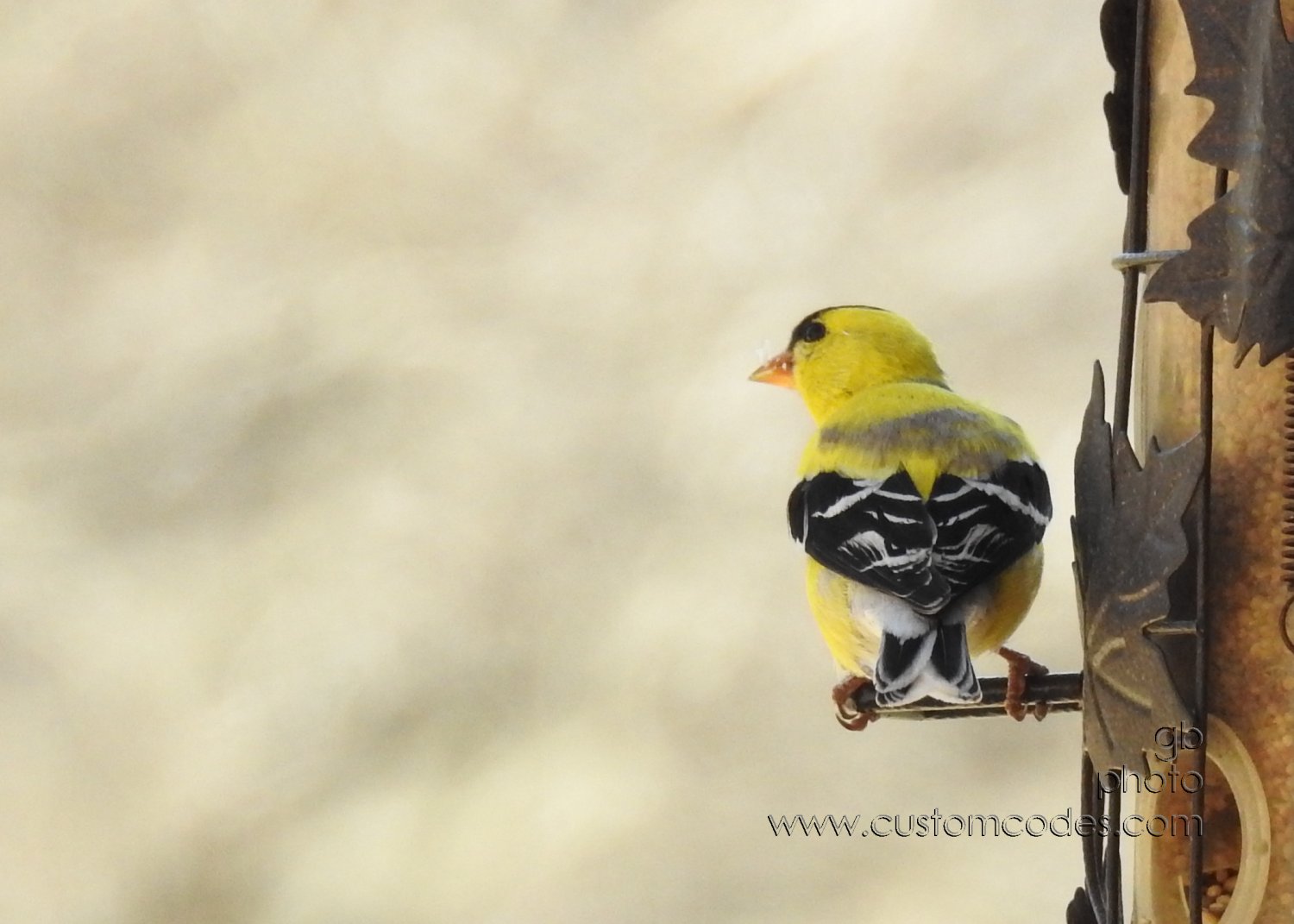 GoldFinchBack_20180430