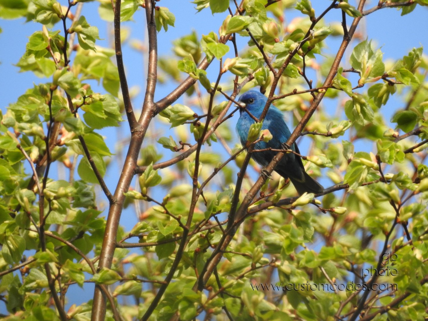 IndigoBuntingLindenTree_20180510