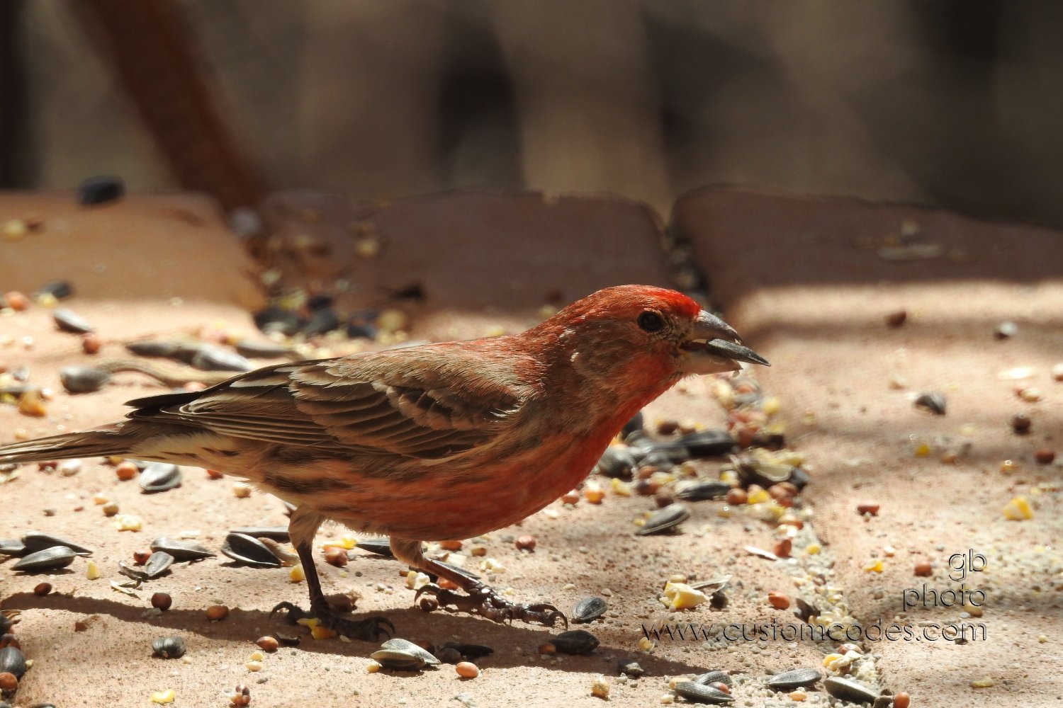 houseFinch_20190415