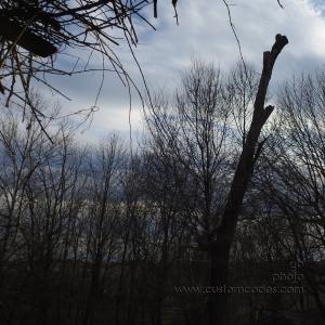 RedBelliedWoodPeckerHome