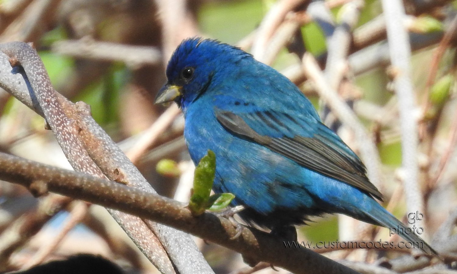 IndigoBunting_20190510