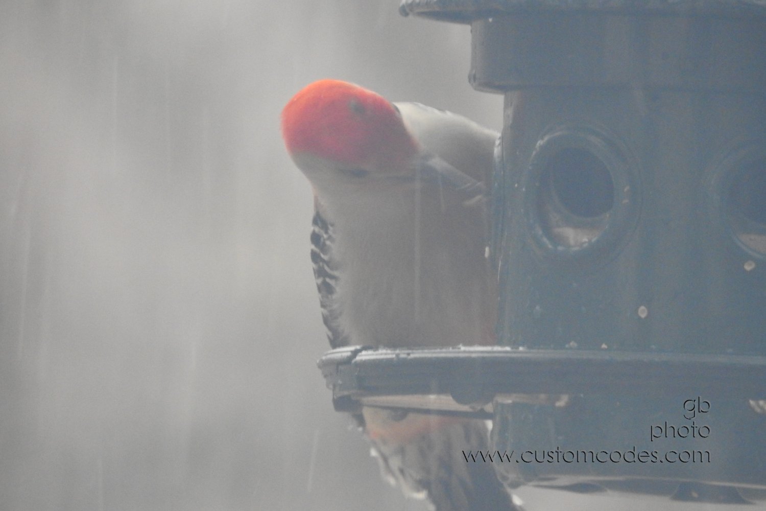 RedBelliedWoodPeckerSnow_20190410