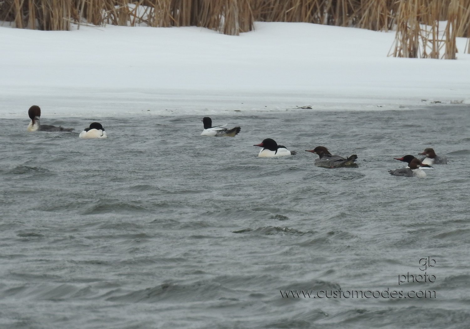 CommonMerganser_4M4F_20190309
