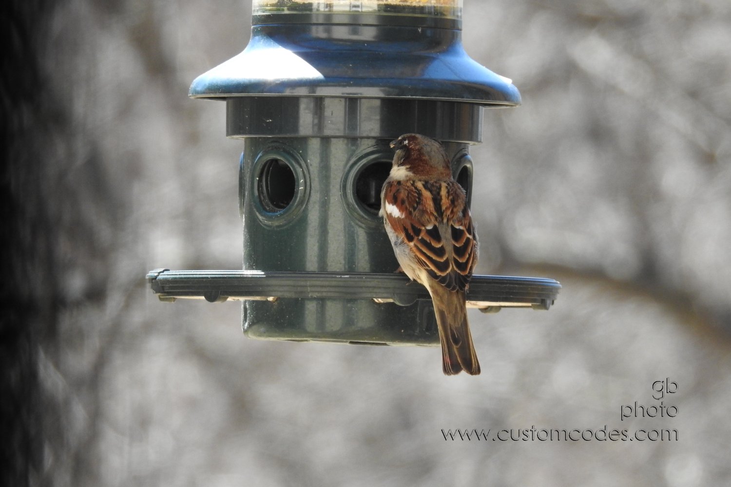 houseSparrow_20190409