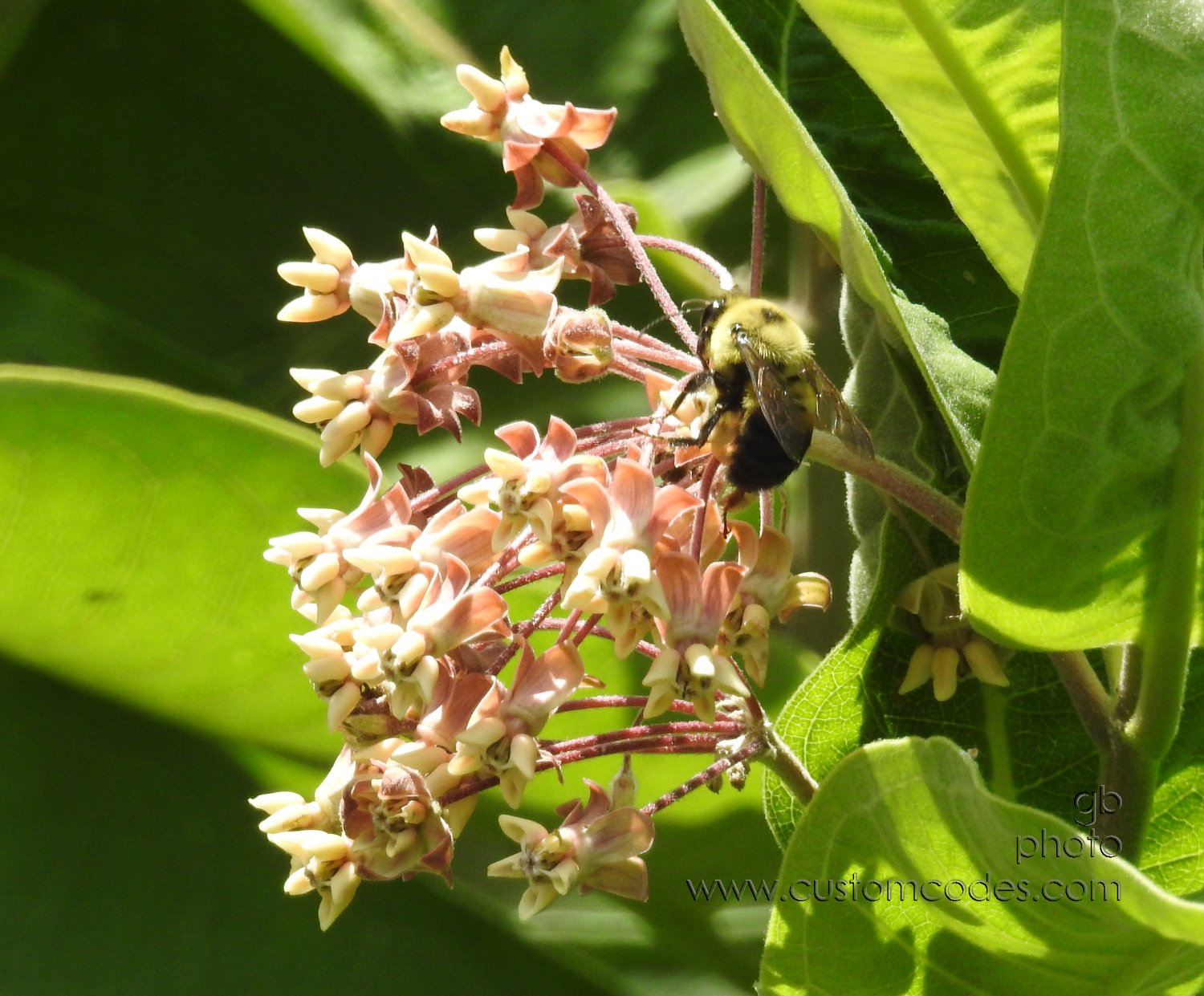 BumbleBeeOnMilkweed_20190730