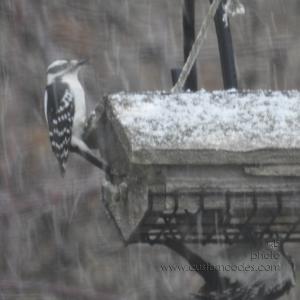 HairyAndDowneyWoodPecker20190410
