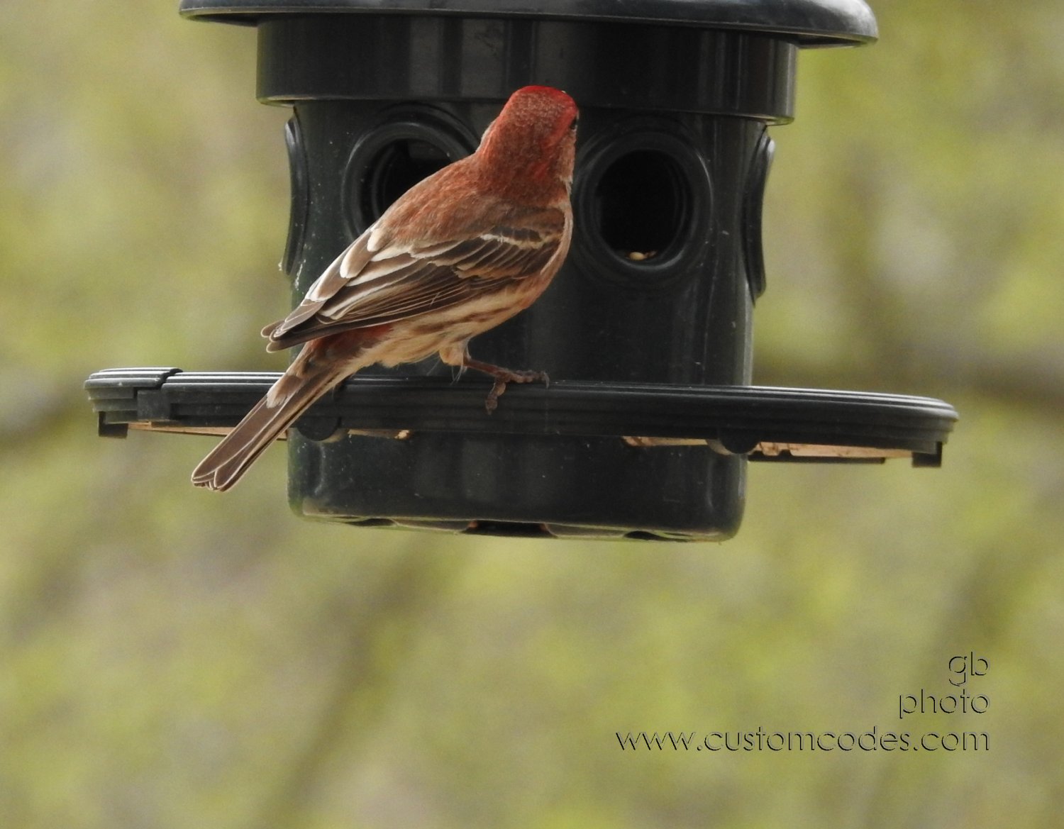 houseFinch-back_20190503