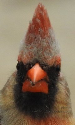 Punk-cardinal_f_20190512