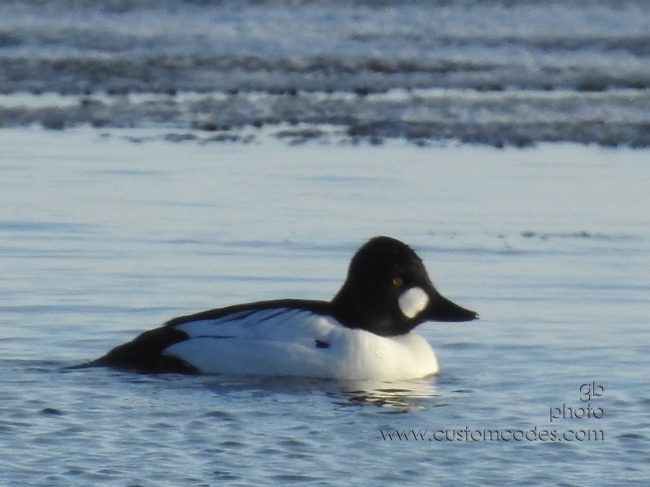 Goldeneye_20190306-FishCampPark