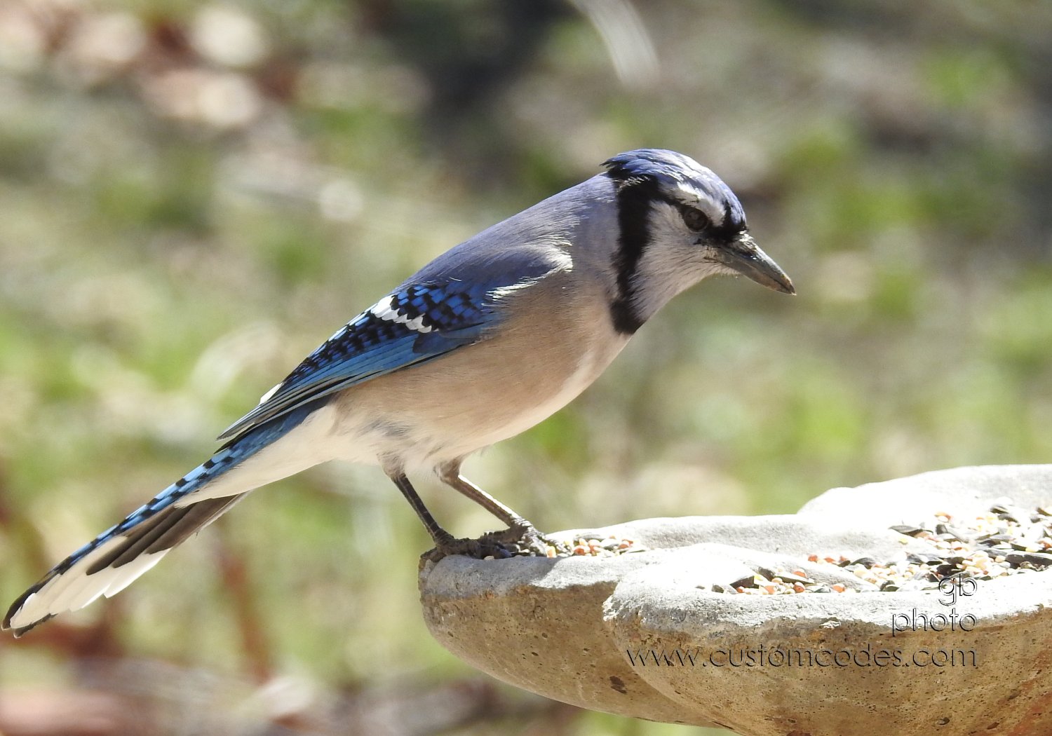 blueJay_20190415
