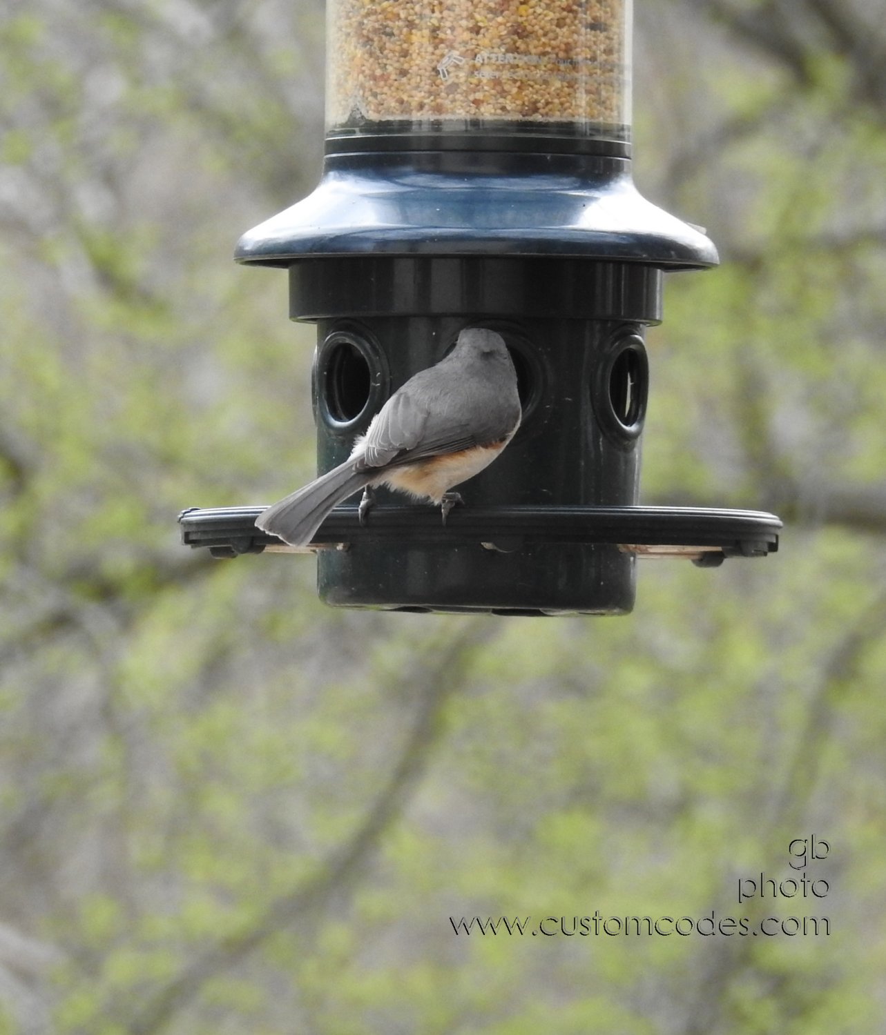 Titmouse_back_20190503