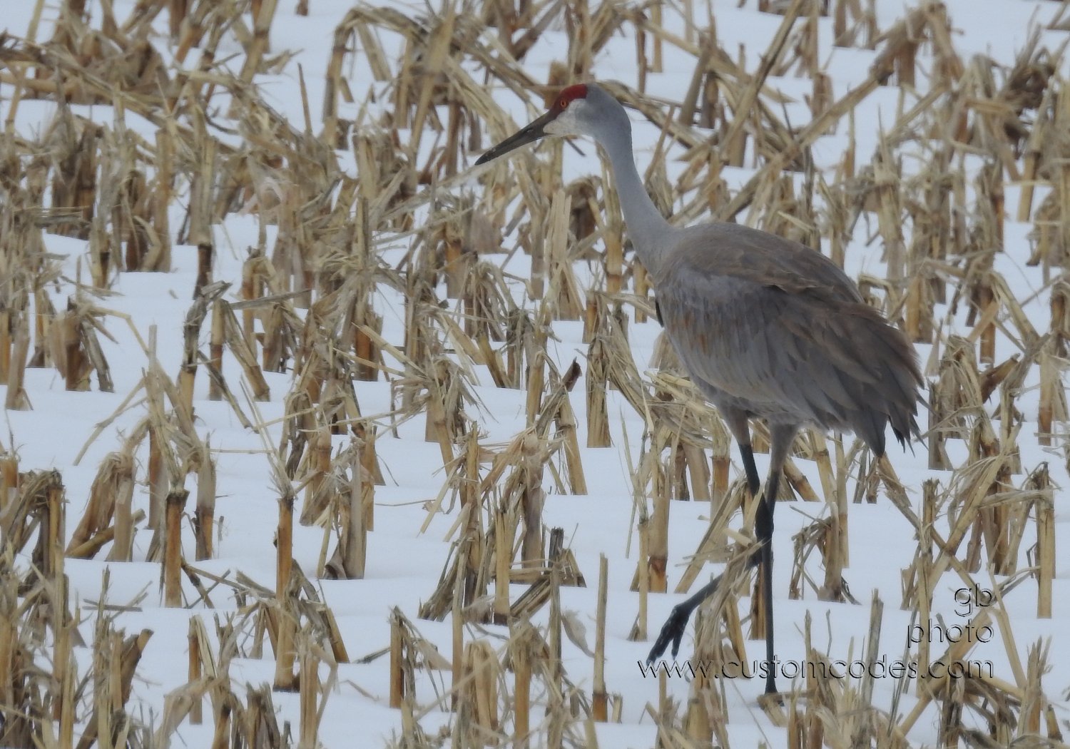 SandhillCrane_McFarland_20190809