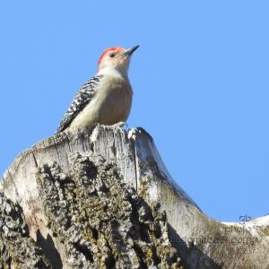RedBelliedWoodpecker_20190323