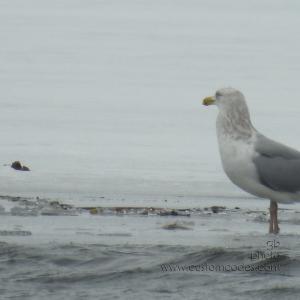 HerringGull-nonBreedingAdult_20190809