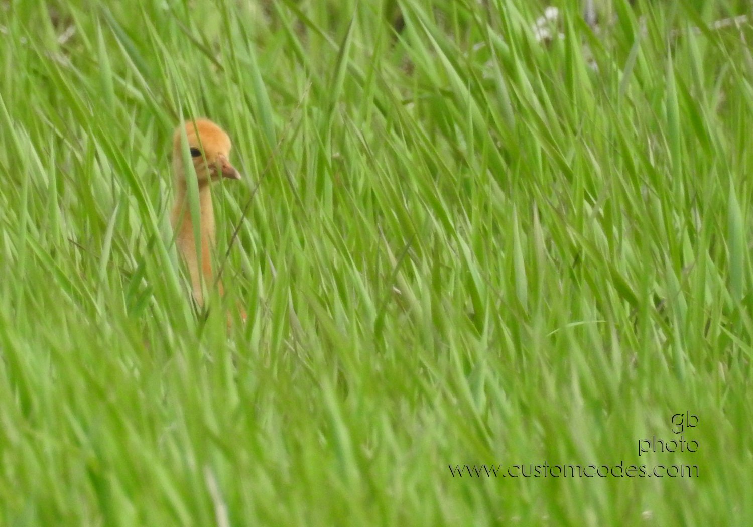 sandhill_1Chick_20190519