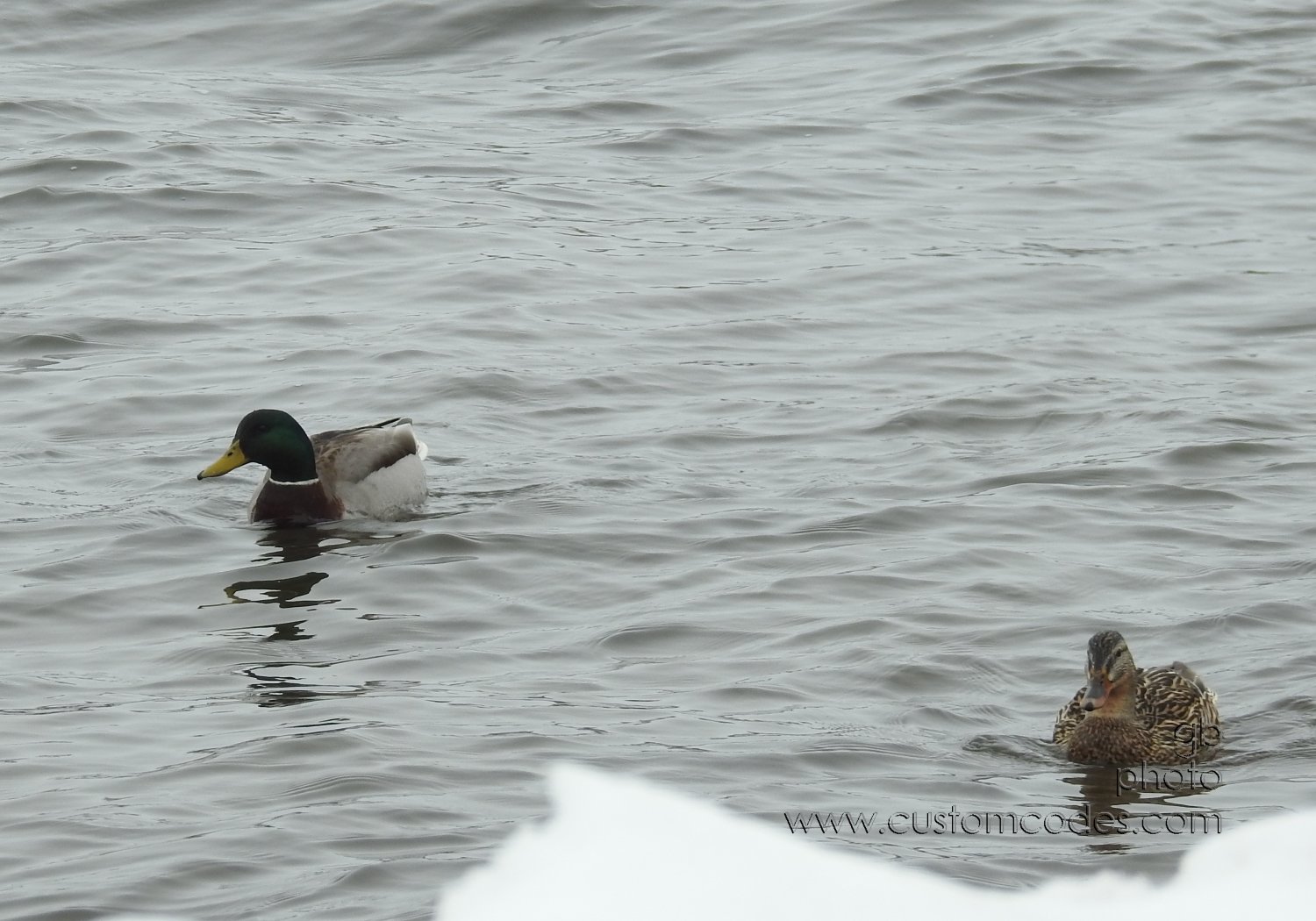 Mallard_MF_FishCamp20190809_cr