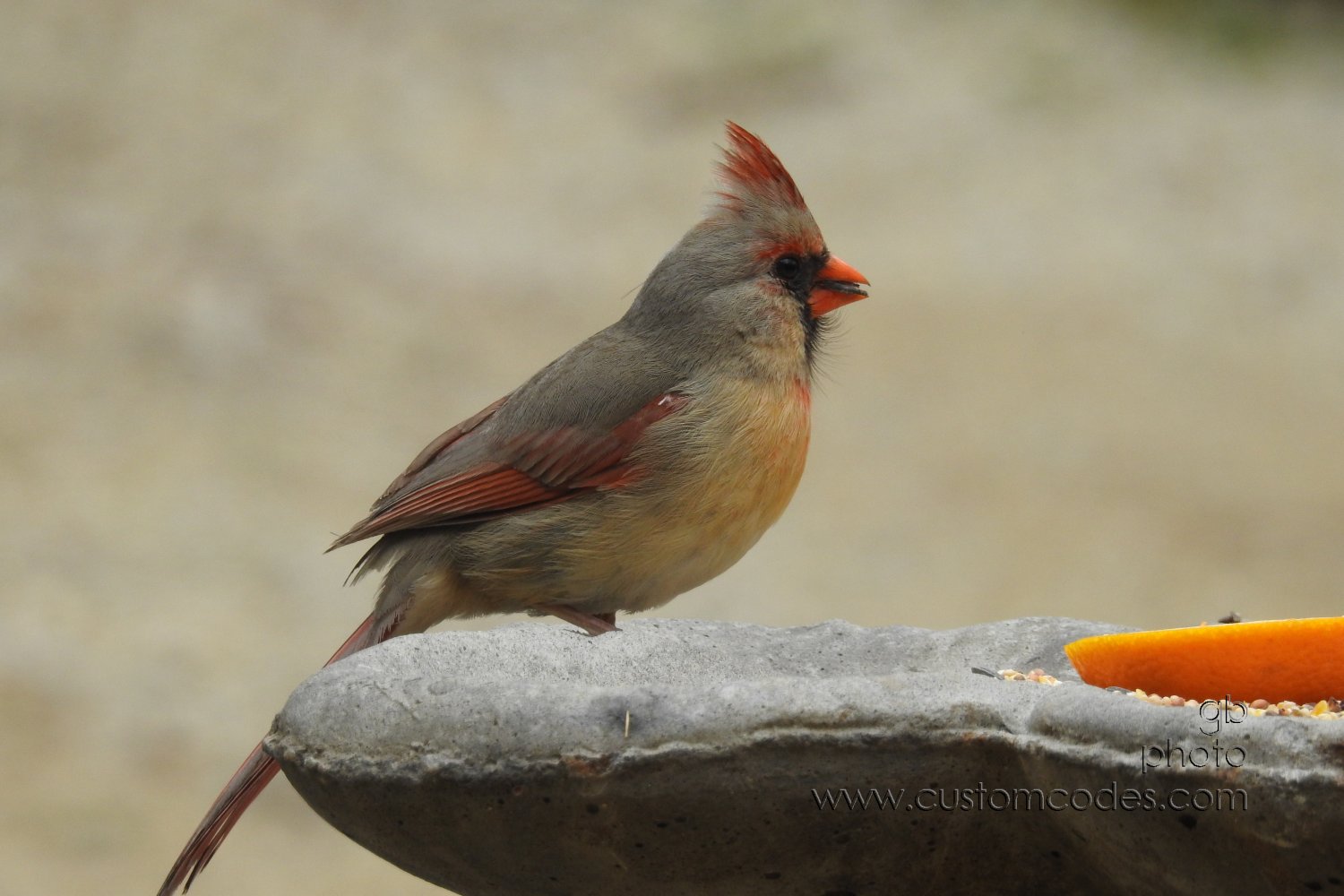 cardinal_f_side_20190512