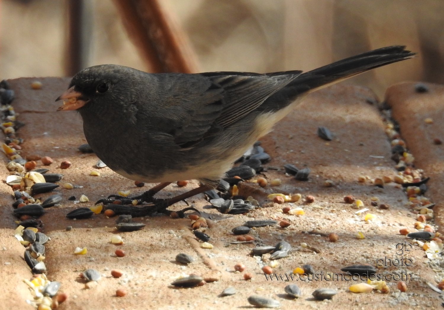 Junco_side_20190415