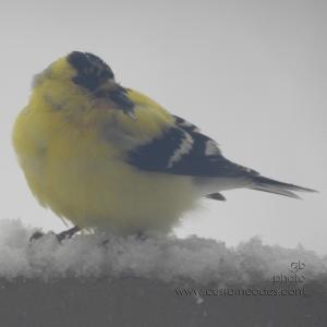 AmericanGoldFinch20190410