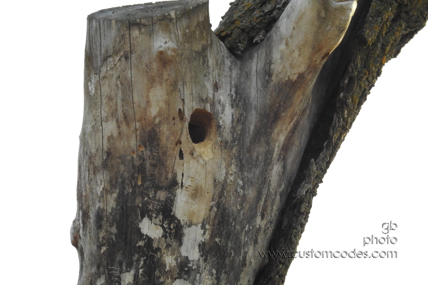 RedBelliedWoodPeckerHome-zoomed