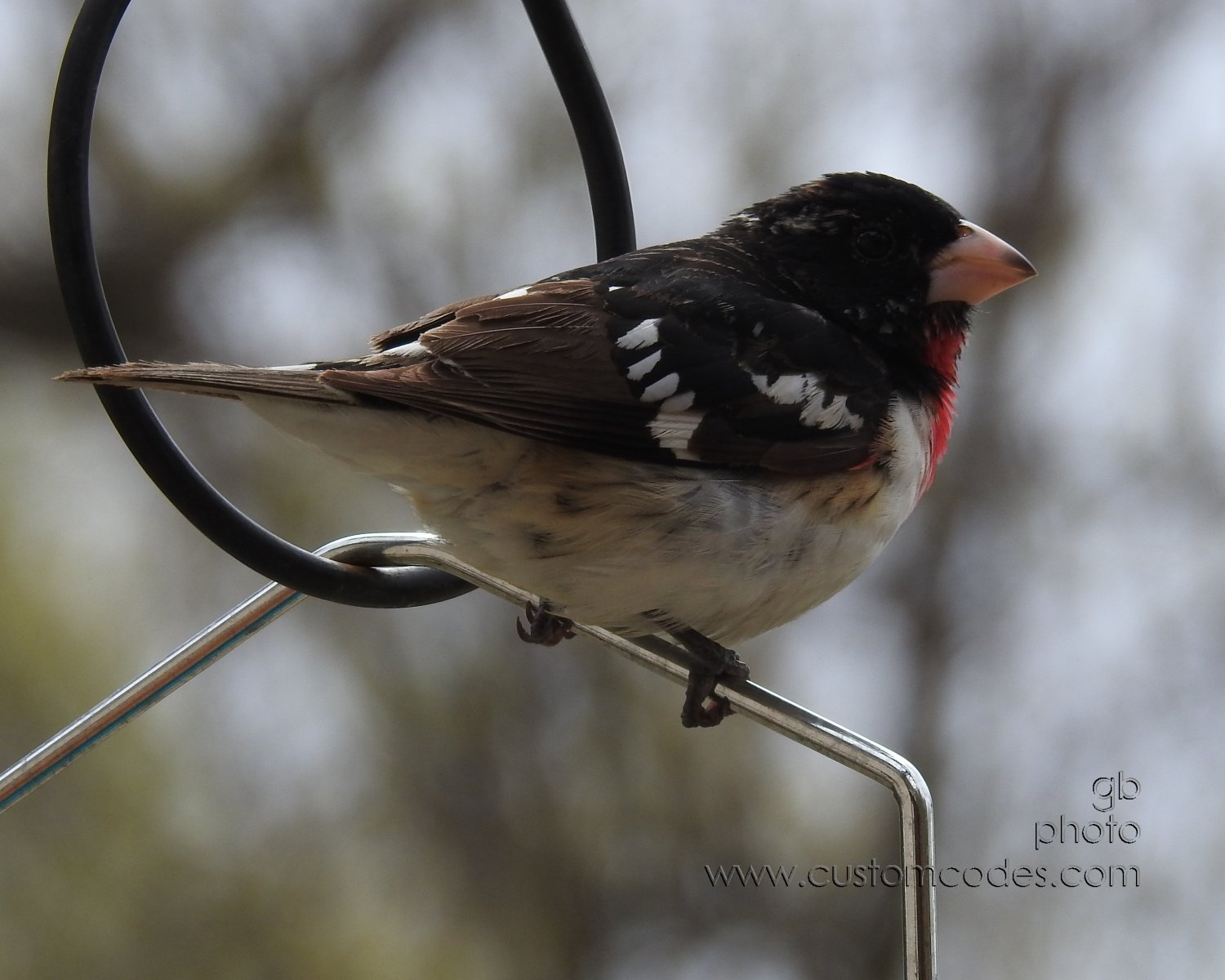 roseBreastedGrossbeak_20190512