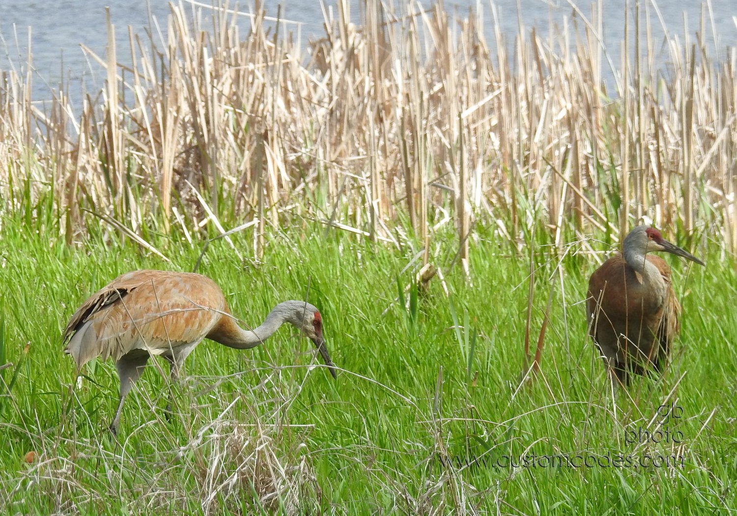 sandhill_2Adult1Chick_20190519