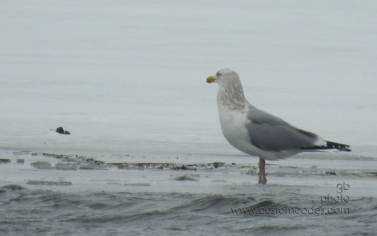 HerringGull-nonBreedingAdult_20190809