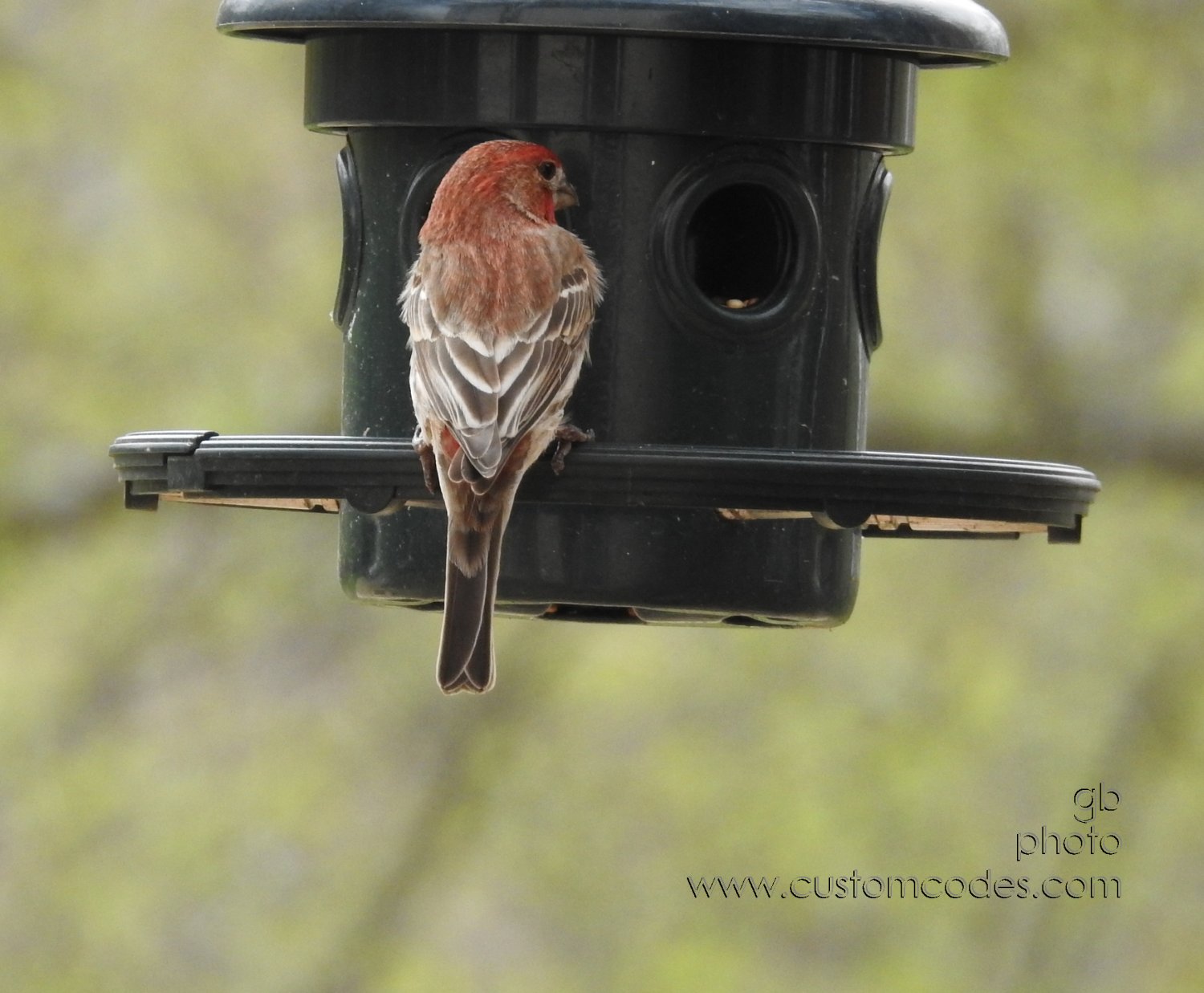 houseFinch-back2_20190503