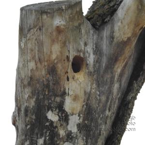 RedBelliedWoodPeckerHome-zoomed