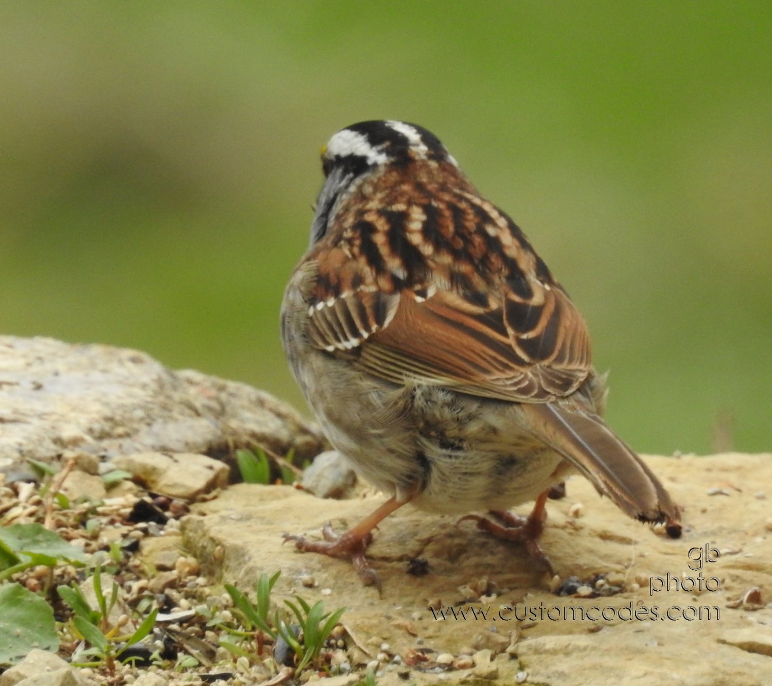 WhiteThroatedSparrow_back_20190503