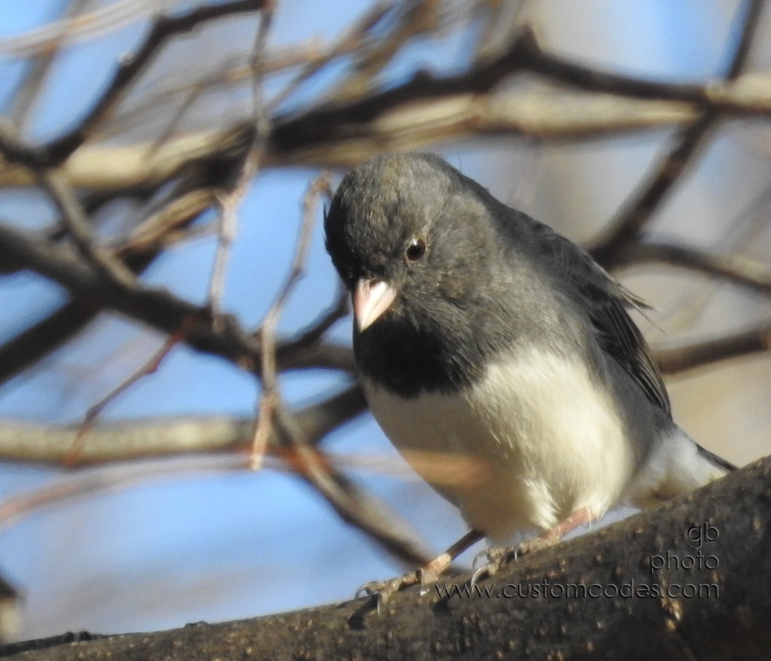 DarkEyedJunco_20190323