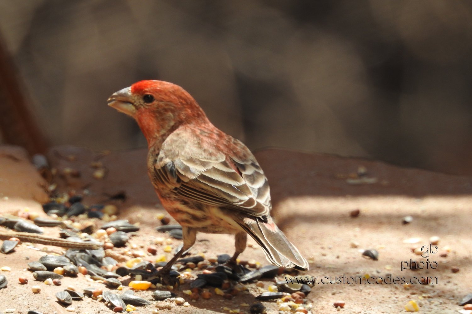 houseFinchHookedBeak_20190415