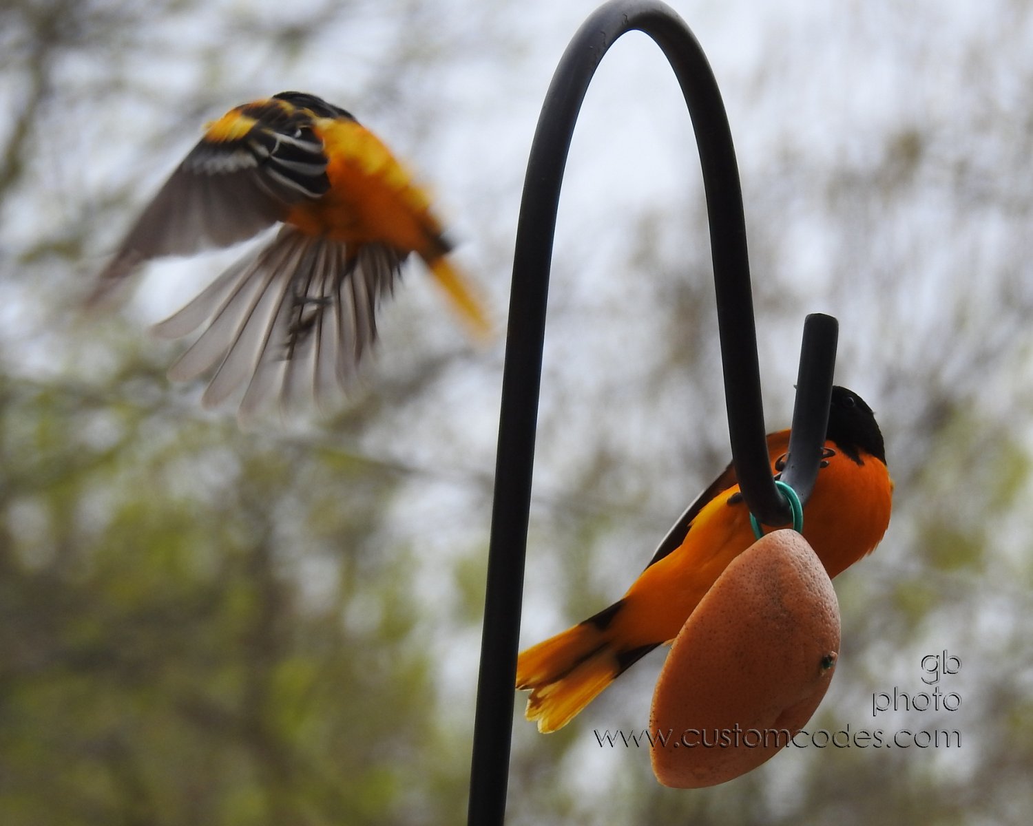 Oriole-2_20190506