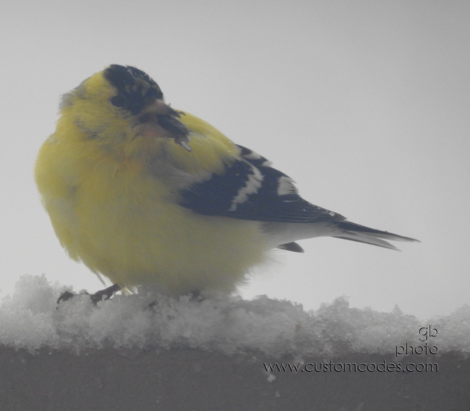 AmericanGoldFinch20190410