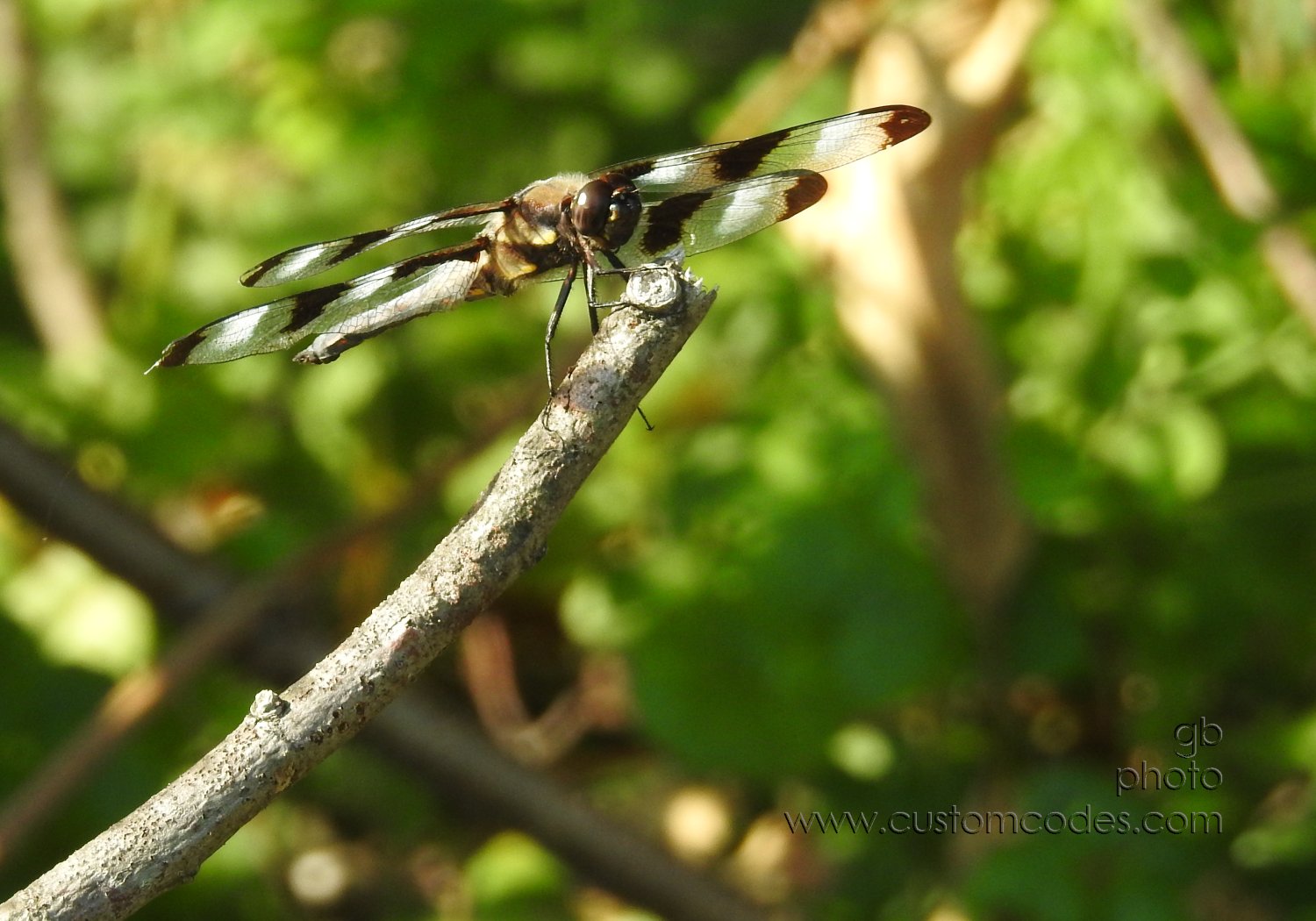 dragonFly_20190727