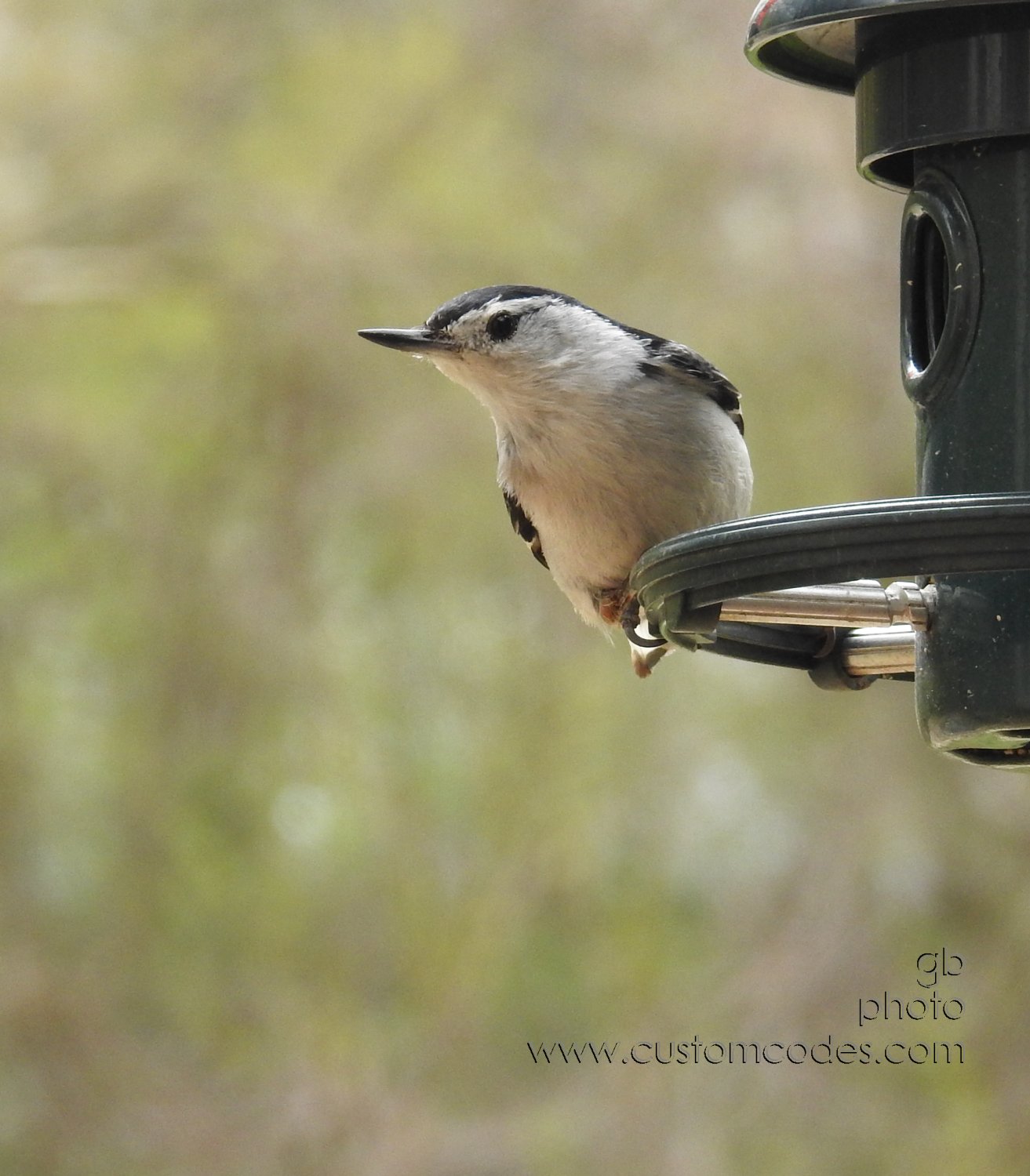nuthatch_20190512