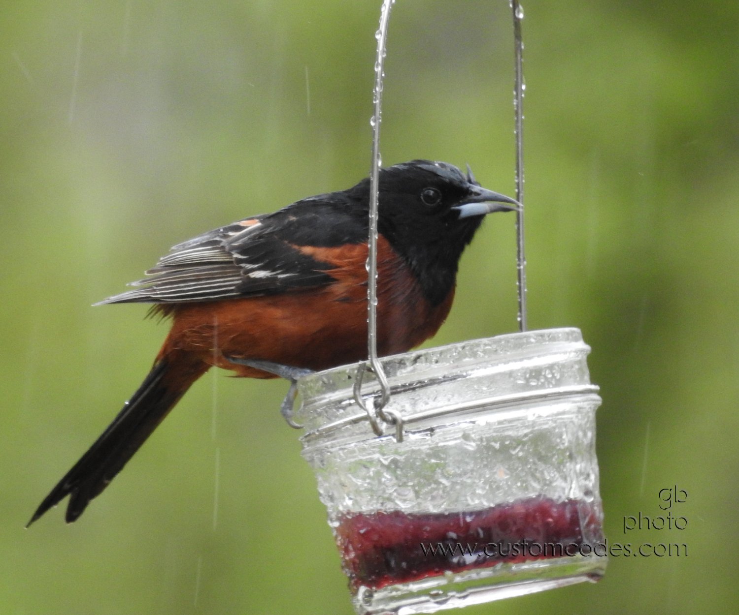 orchardOriole_20200510_2